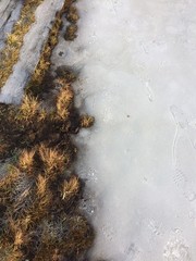snow moss and wood beautiful winter texture