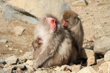 The family monkeys groom each other