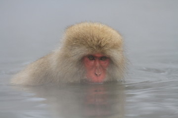 A monkey enjoys the hot springs in Japan