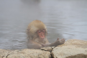 A  cute baby monkey enjoys the hot springs in Japan