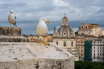 Seagulls in Rome on a rooftop with buildings in the background