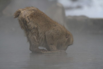 A monkey drinks water