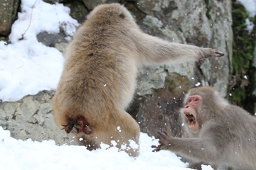 Two snow monkeys  fight in the snow