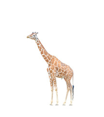 Big giraffe chewing the grass isolated on white background