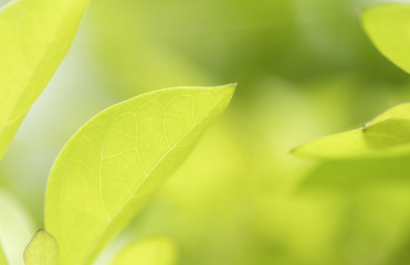 The beauty of nature leaves green blur. In the spring Under the morning light. Use as background and wallpapers.