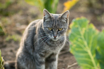 Angry cat sitting on the ground at the cabbage leaf