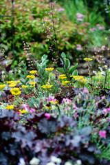 Fototapeta premium flowers in the garden