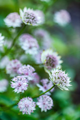 Obraz premium pink Astrantia flower