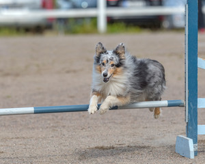 Shetland Sheepdog jumps over an agility hurdle in agility competition