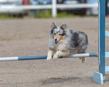 Shetland Sheepdog jumps over an agility hurdle in agility competition
