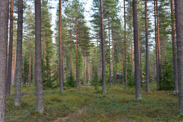 Cabins hiding behind the pine trees