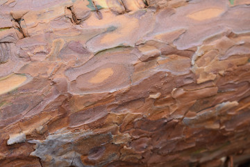 Obraz premium Bark of a pine tree which is cut down, close up shot