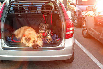 dogs lying down in a car trunk