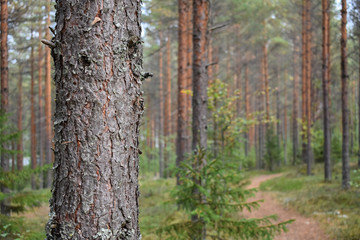 Pine tree bark and a lot of other pine trees in the forest and a pathway
