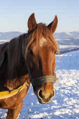 Brown lonely horse standing against the backdrop of snow-capped mountains