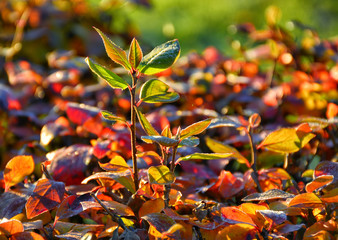 Beautiful autumn leaves on the street at the end of October.