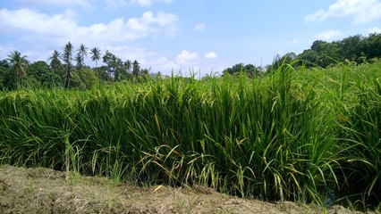 a view at paddy plantation