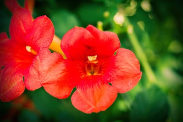 colorful flowers in the garden in spring