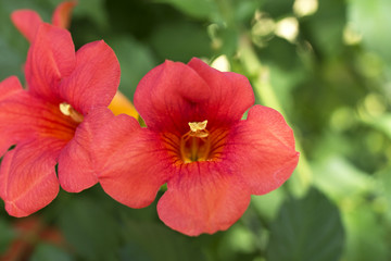 colorful flowers in the garden in spring