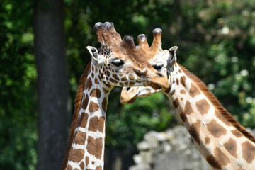 giraffes at the zoo