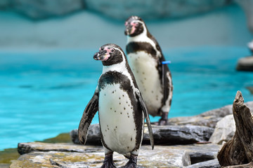 Naklejka premium Penguins at the zoo