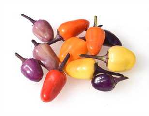 Topfchili, Chili, Lila Luzi F1, Bluete,