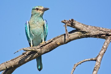 European Roller