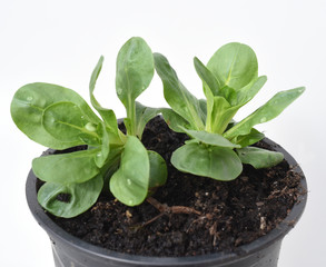 Feldsalat, Valerianella, locusta