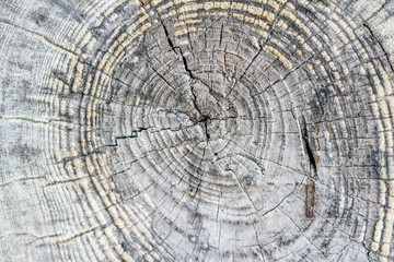 Tree bark texture background close-up