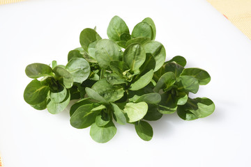 Feldsalat, Valerianella, locusta