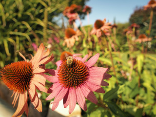 Bee sitting on a flower