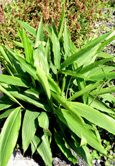 Galgant, Alpinia, officinarum