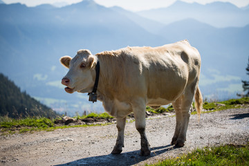 Kuh auf der Weide, im Hintergrund Berge