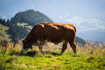 Fototapeta na wymiar Kuh auf der Weide in Lenggries, Brauneck