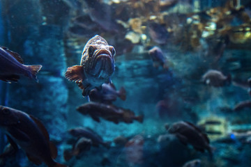 Oceanarium, large aquarium with rare species of fish
