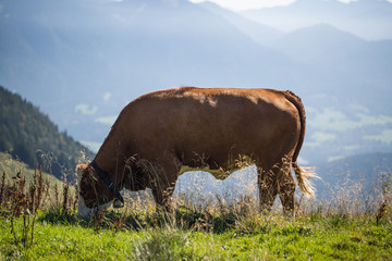 Kuh auf der Weide in Lenggries, Brauneck