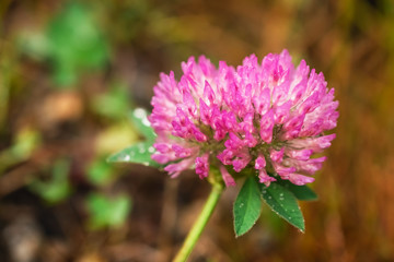Fototapeta premium Macro photo of a pink clover with dewdrops