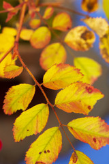 Autumn yellow leaf background