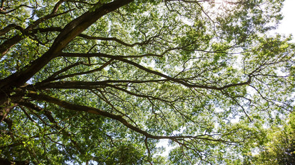 background from the branch of the big tree