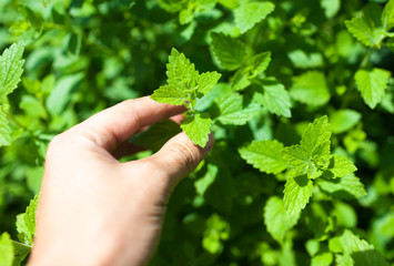 Naklejka na ściany i meble Fresh mint leaves in the garden.