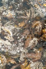 autumn leaves in winter in a frozen puddle
