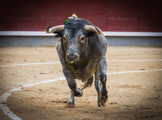 El toro bravo