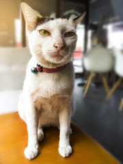 Close up Three color Cat Looking at camera.