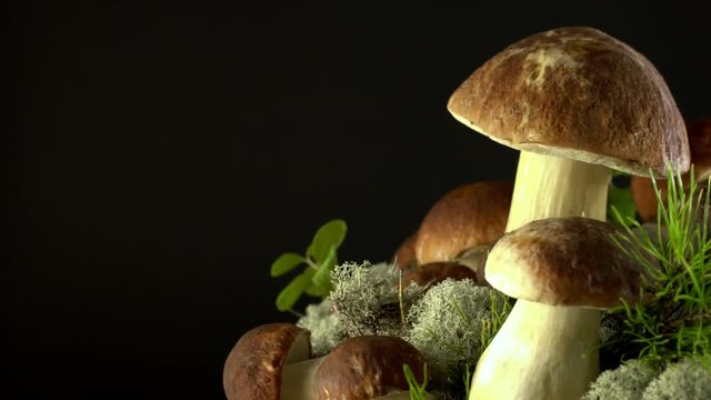 Forest mushrooms. Cepes. Natural product. Delicacy Rotation. 4K.