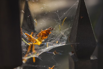 Spider's Web in the autumn forest
