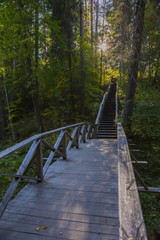 Obraz premium Wooden pine forest road