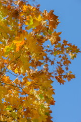 Maple leaves on a background of the blue sky
