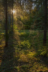 A ray of sunshine in a pine forest