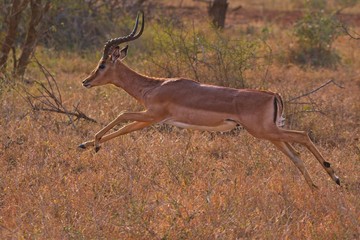 Jumping Impala