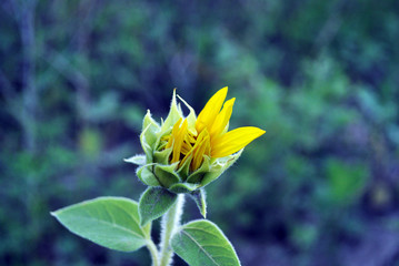 Fototapeta premium Sunflower blooming, bud with petals on stem with young leaves close up texture macro detail, organic background